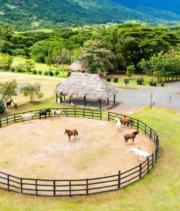 Aviva Ranch